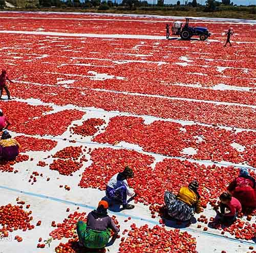 گوجه-خشک-ترکیه-صادرات-ایران-رویشگر
